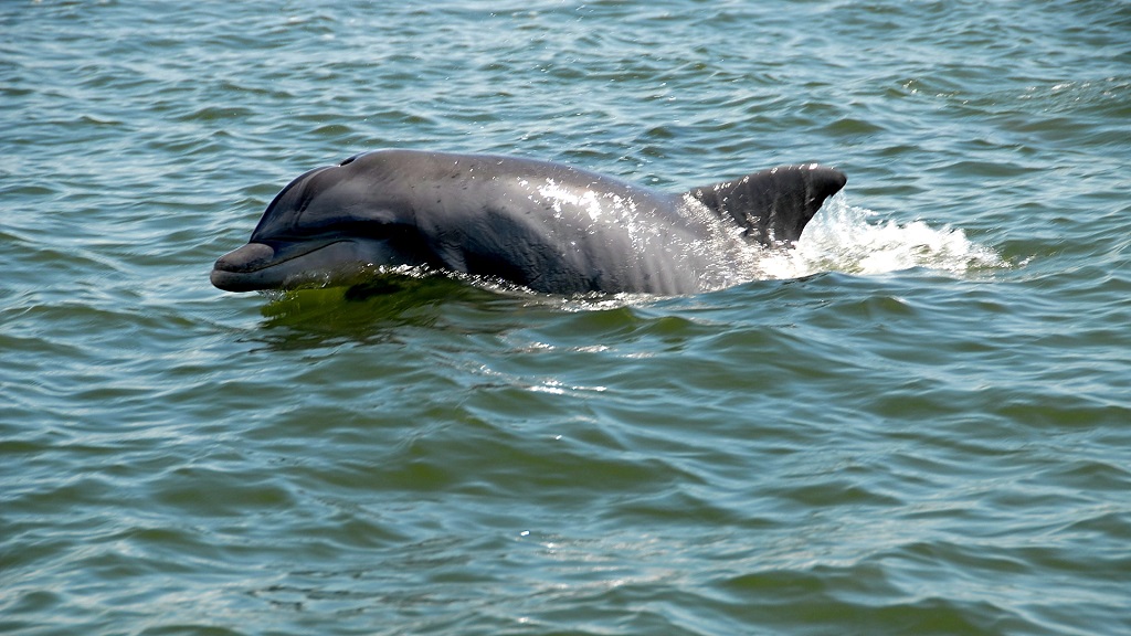 Bristol Harbor Marina Dolphin Tours