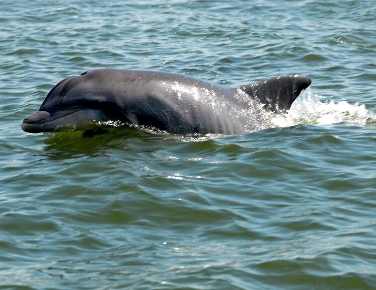 Dolphin Boat Ramp Dolphin Tours