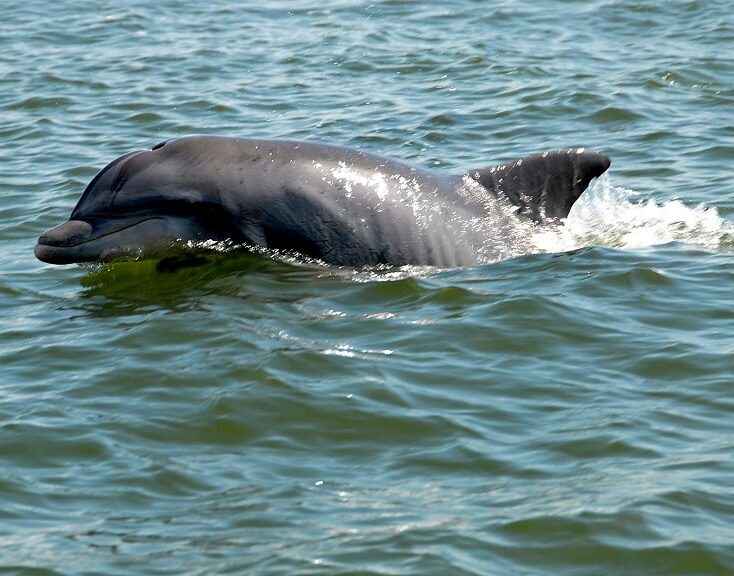 Gulf Lagoon Beach Dolphin Tours