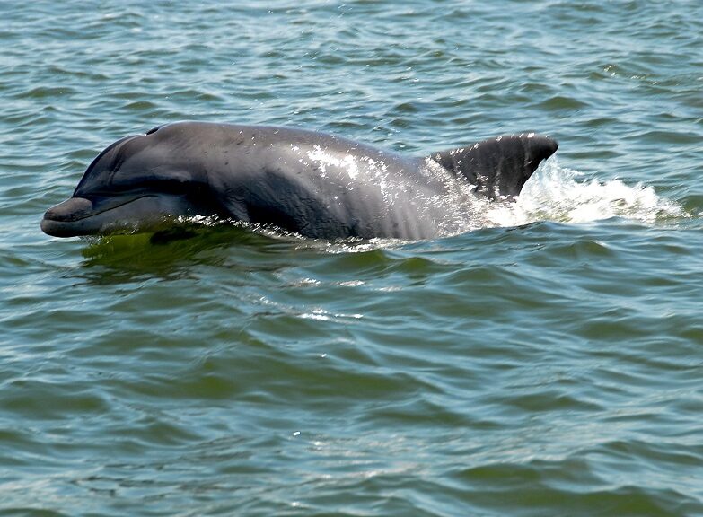 St Andrews State Park Dolphin Tours