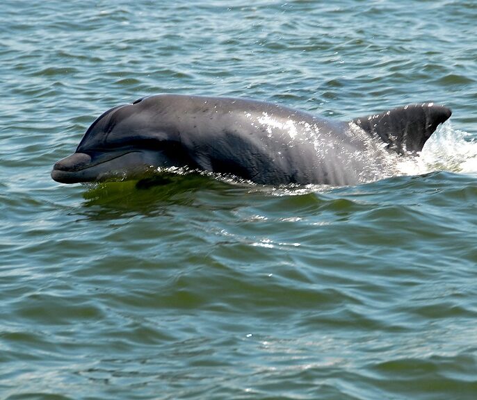 Lower Grand Lagoon Dolphin Tours