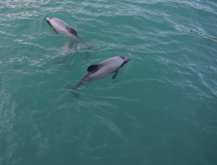 Historic St. Andrews Dolphin Tours