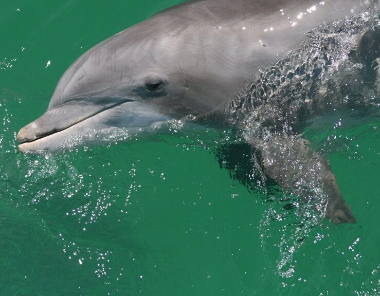 Lower Grand Lagoon Dolphin Tours