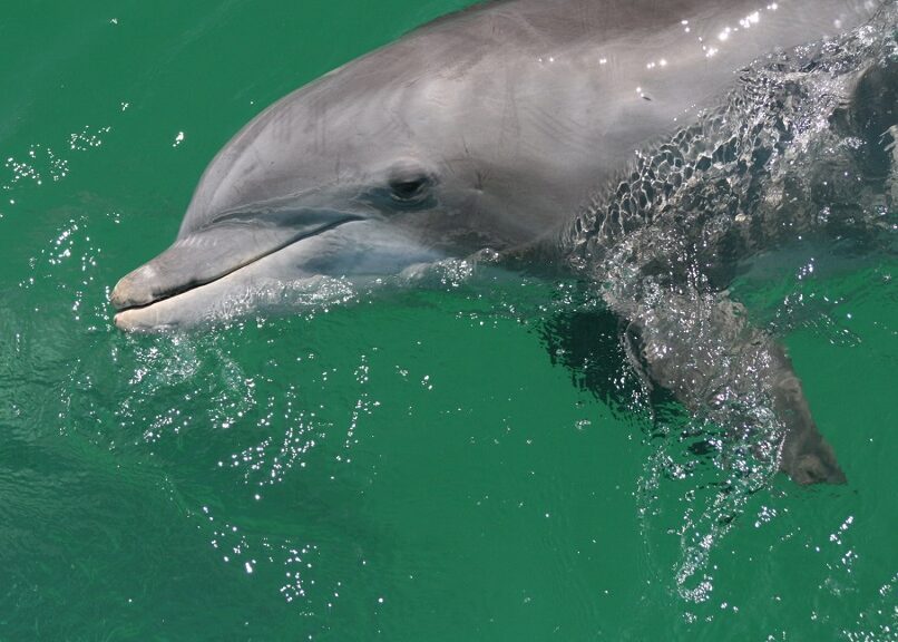 St Andrews State Park Dolphin Tours