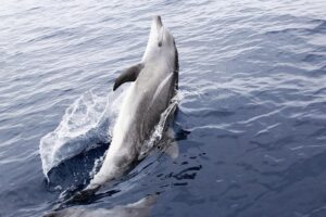 Split Charter Dolphin and Snorkeling Tours