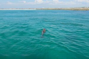 Split Charter Dolphin and Snorkeling Tours