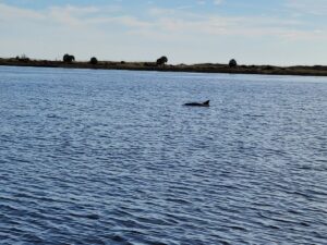 Private Dolphin and Snorkeling Tours